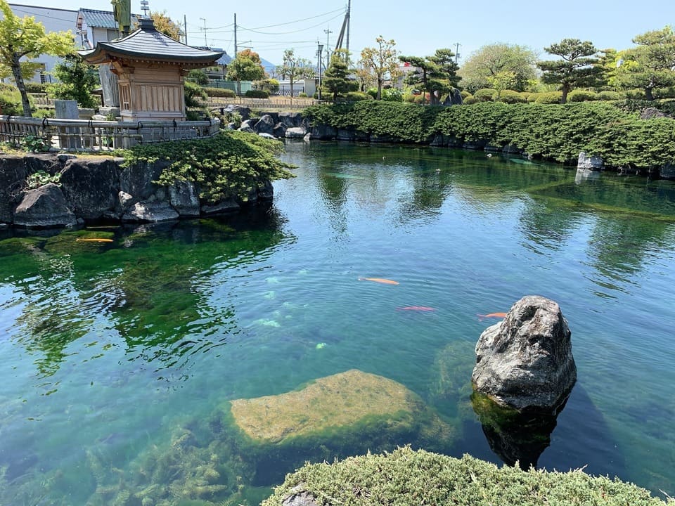 杖ノ淵公園鯉