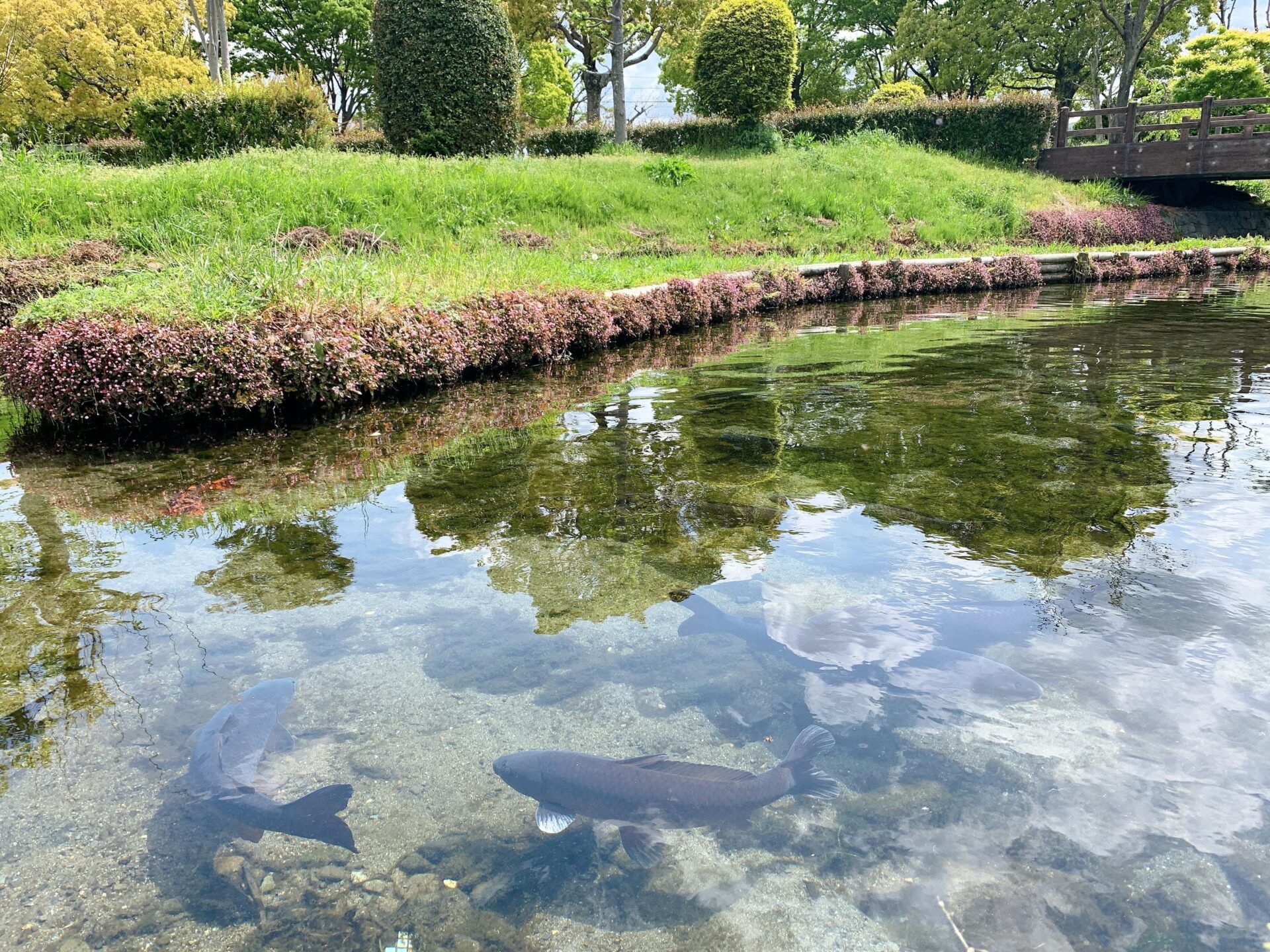 福徳泉公園　池の生き物