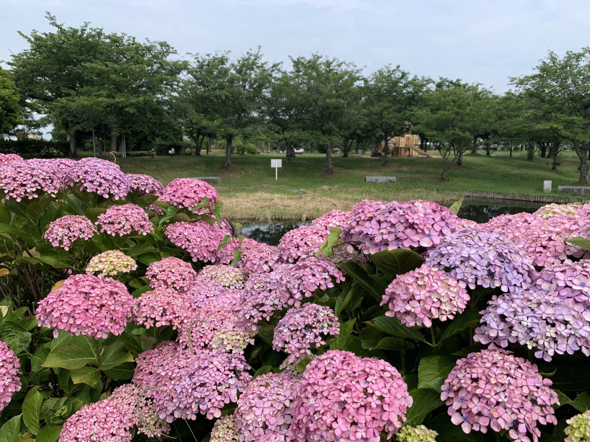 福徳泉公園　陽だまり広場の花